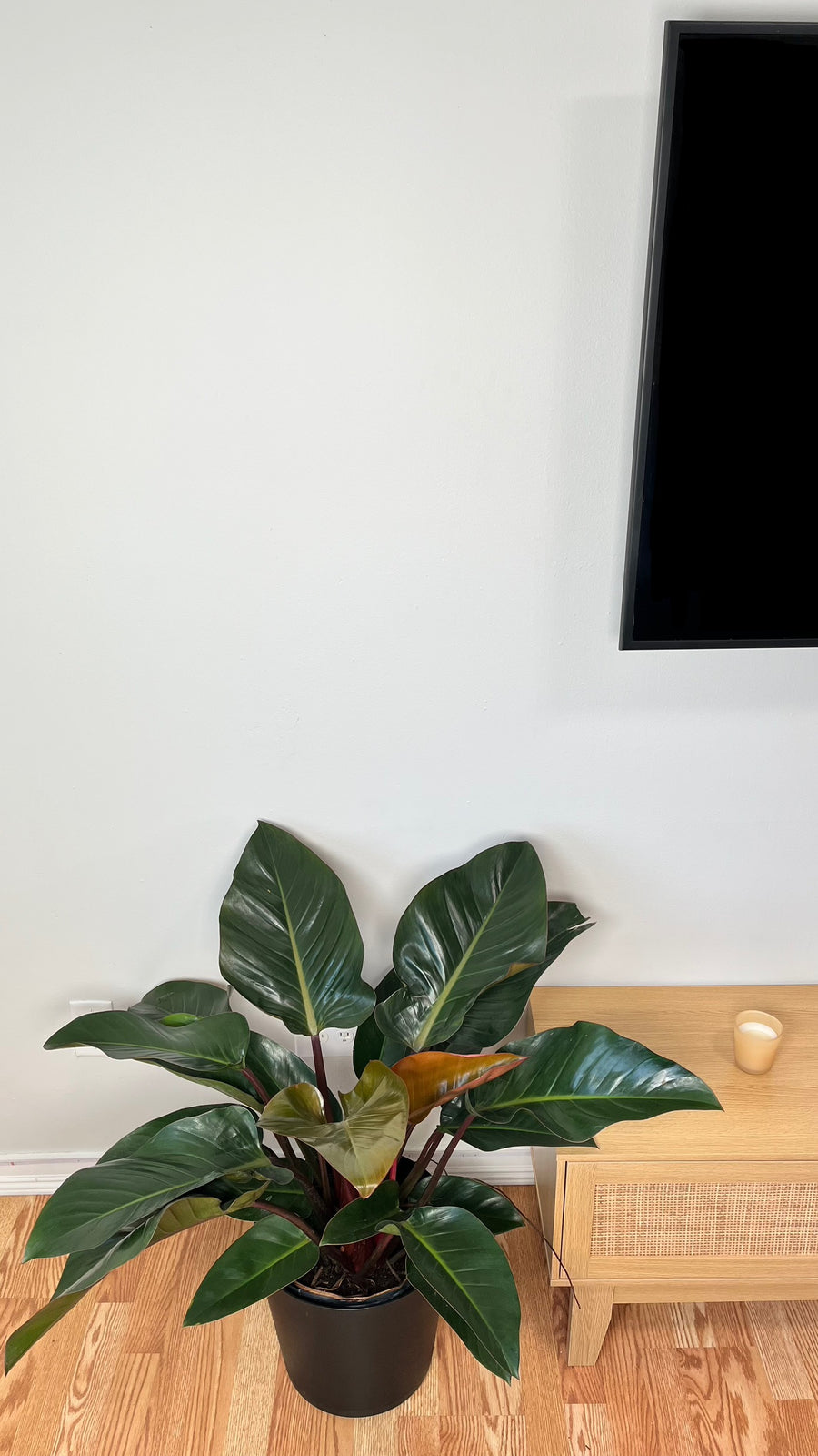 Philodendron Congo Red growing 3 feet wide in a 10 inch grow pot with glossy burgundy and green tropical leaves.