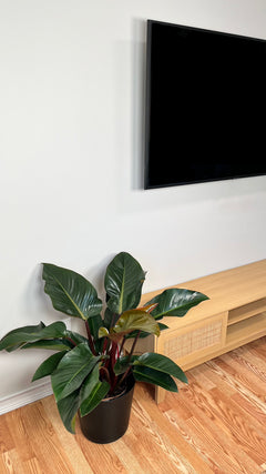 Philodendron Congo Red decorating a modern living room with bold tropical foliage.