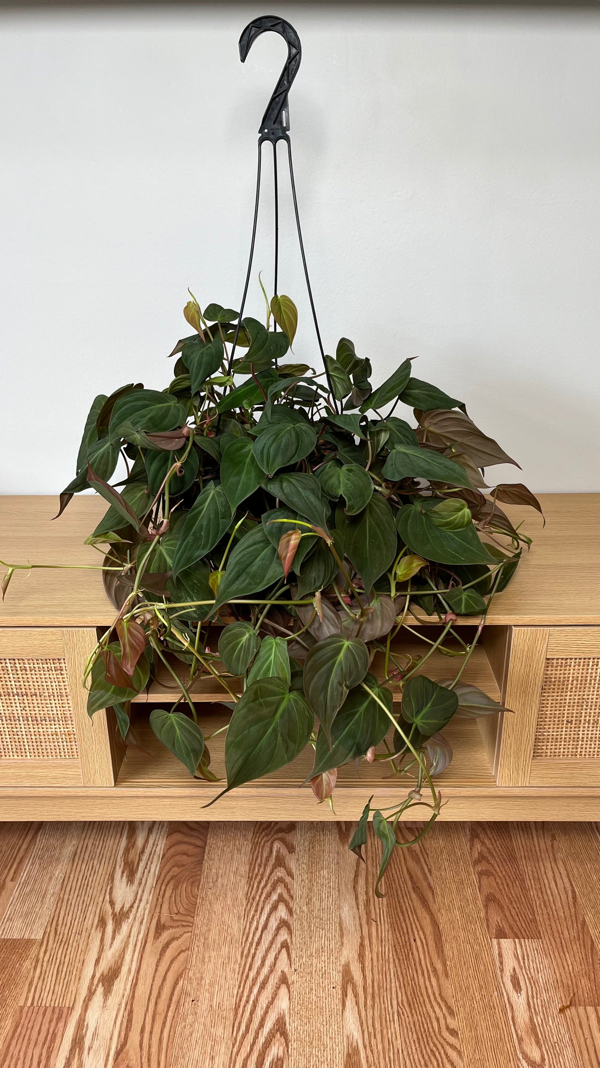 Philodendron Micans hanging basket with velvety trailing foliage displayed indoors.