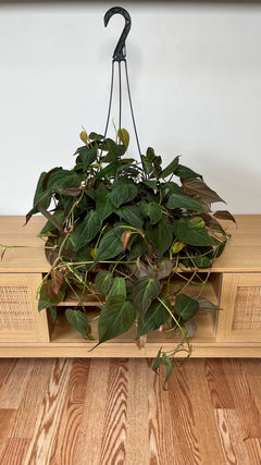 Philodendron Micans hanging basket with velvety trailing foliage displayed indoors.