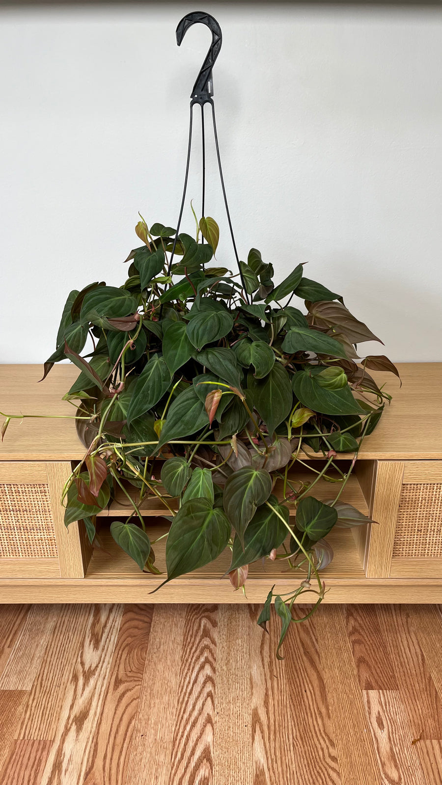 Philodendron Micans hanging basket with velvety trailing foliage displayed indoors.