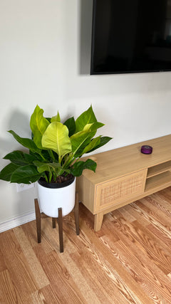 Philodendron Moonlight decorating a modern living room with bright lime-green leaves.