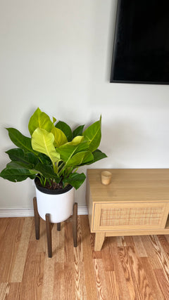 Philodendron Moonlight in a 10 inch grow pot with vibrant chartreuse tropical foliage.