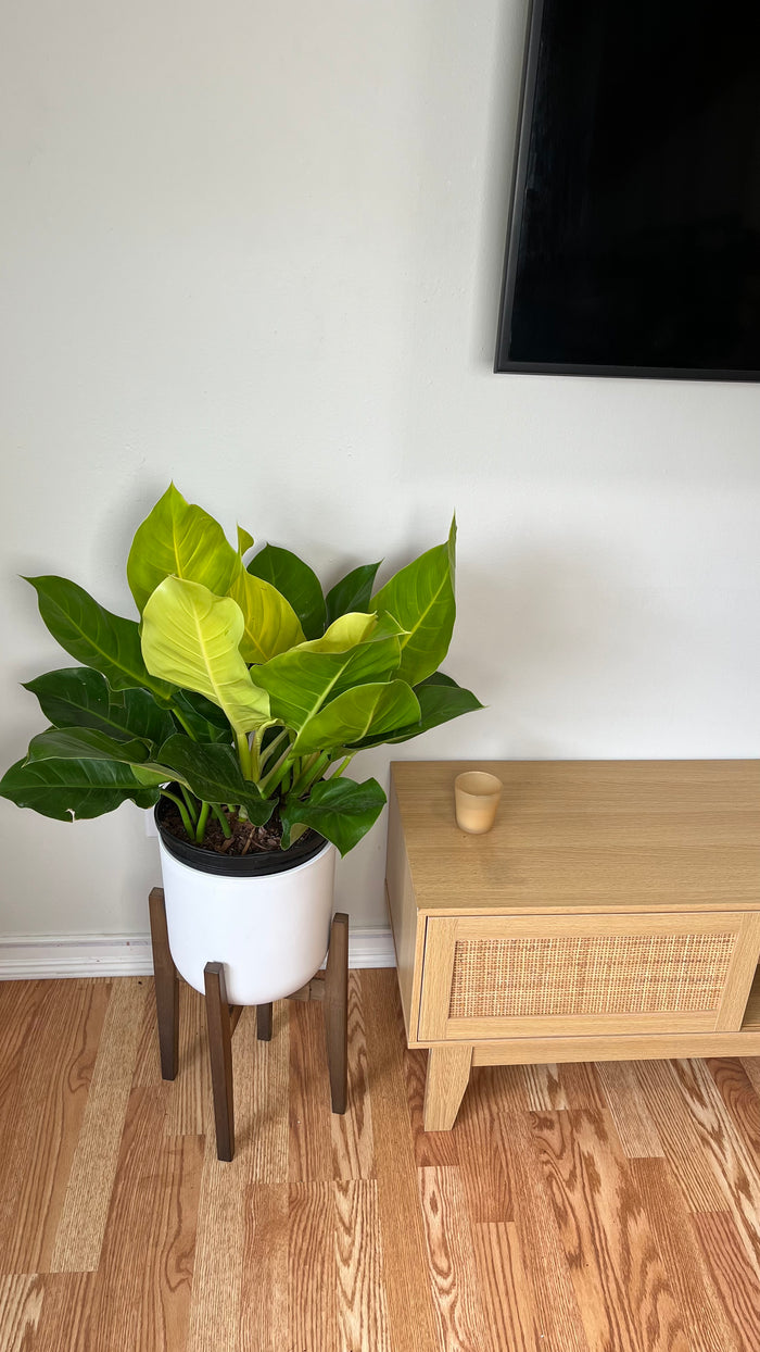 10" Philodendron Moonlight