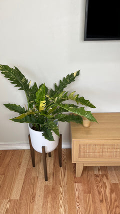 Philodendron Ring of Fire in an 8 inch grow pot with colorful serrated variegated leaves.