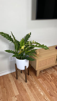 Philodendron Ring of Fire decorating a modern living room with bold tropical foliage.