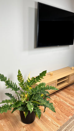 Philodendron Ring of Fire decorating a modern living room with striking tropical foliage.