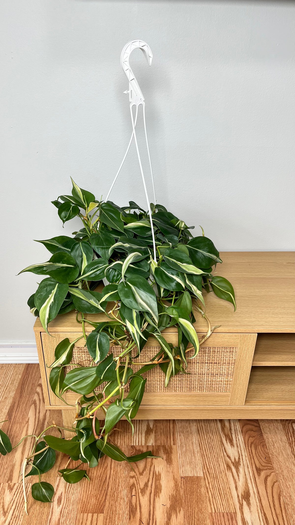 Philodendron Silver Stripe hanging basket with silver variegated trailing vines displayed indoors.