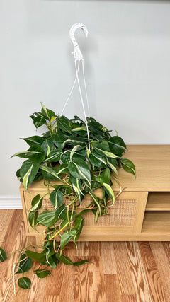 Philodendron Silver Stripe hanging basket with silver variegated trailing vines displayed indoors.