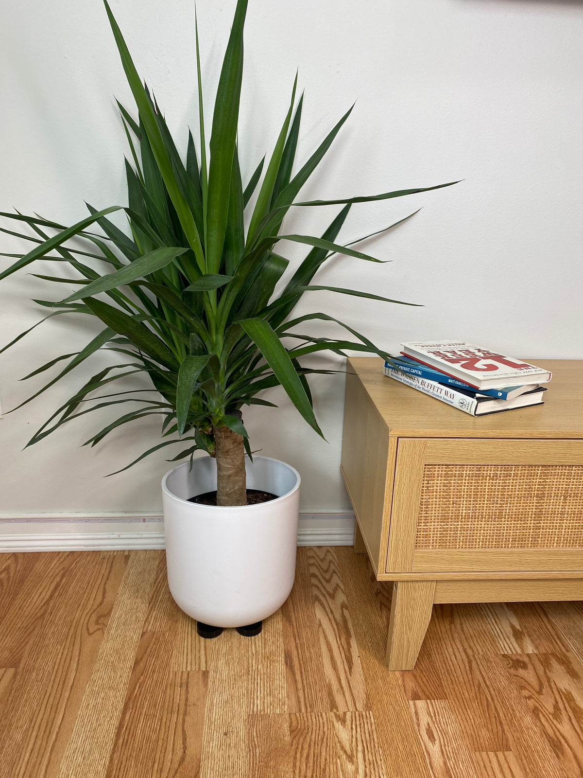 Black plant risers lifting an indoor plant pot off the floor