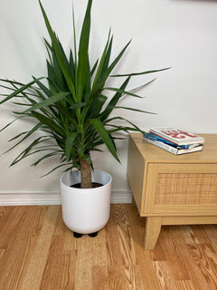 Black plant risers lifting an indoor plant pot off the floor