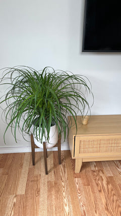 Ponytail Palm standing 3 feet tall in an 8 inch grow pot with a bulbous trunk and long cascading green leaves.
