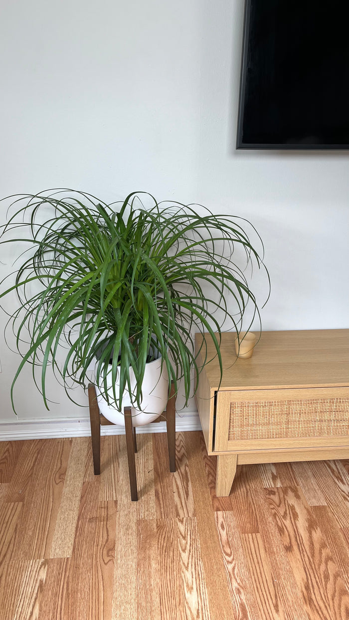 8" Ponytail Palm 3 Feet Tall
