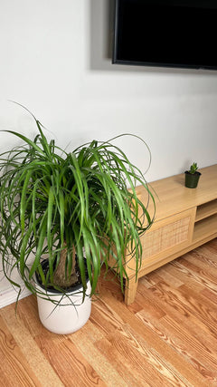 Ponytail Palm standing 3 feet tall in a 10 inch grow pot with a thick trunk and cascading green leaves.