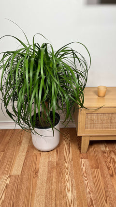 Pet-friendly Ponytail Palm decorating a modern living room with sculptural tropical foliage.