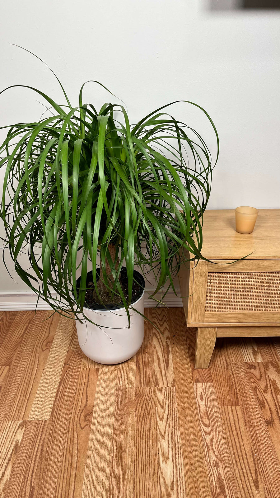 Pet-friendly Ponytail Palm decorating a modern living room with sculptural tropical foliage.