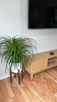 Ponytail Palm decorating a modern living room with sculptural tropical foliage.