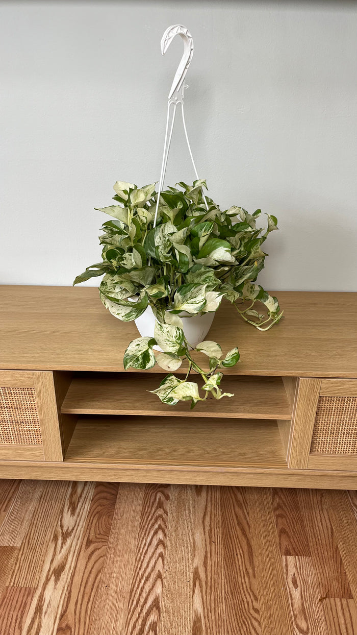 8" Pothos Manjula Hanging Basket