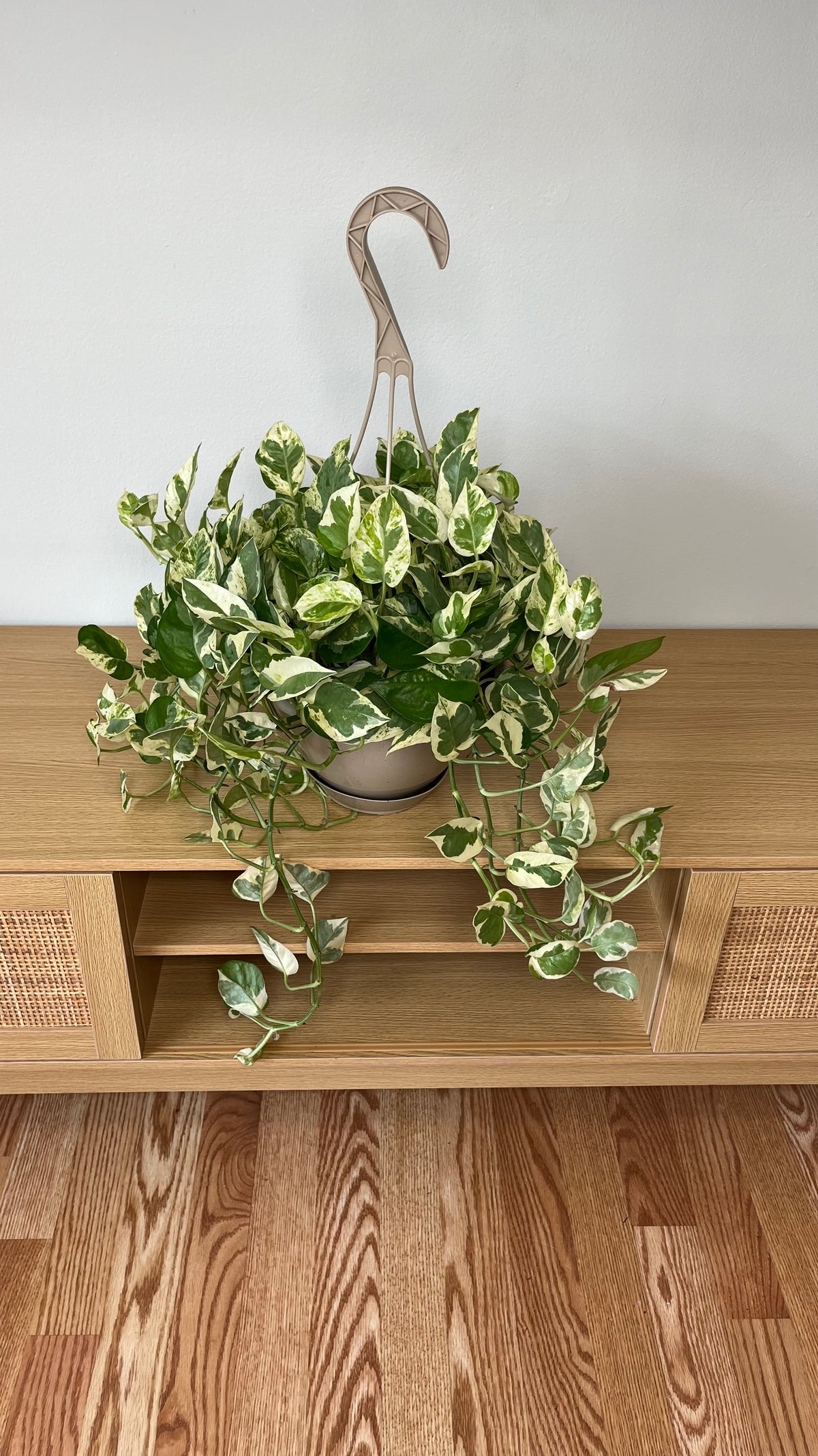 Pothos Pearls and Jade growing in an 8 inch hanging basket with cascading green and white variegated vines.