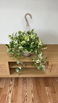 Pothos Pearls and Jade growing in an 8 inch hanging basket with cascading green and white variegated vines.