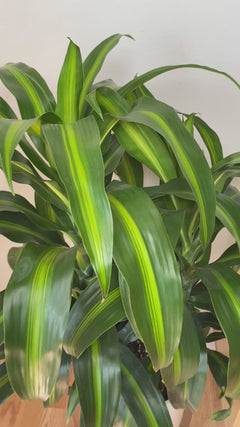 Video of 8 inch Dracaena Hawaiian Sunshine Tip showing the live plant, foliage, and overall growth form.