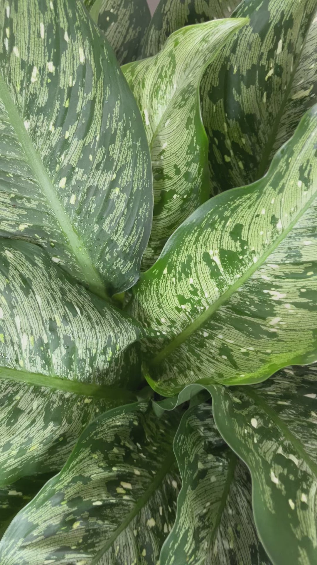 Large Dieffenbachia Memoria Corsii adding bold tropical greenery to a bright contemporary home.