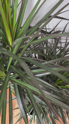 Large Dracaena Magenta 3-2-1 Cane adding height and bold architectural greenery to a contemporary indoor space.