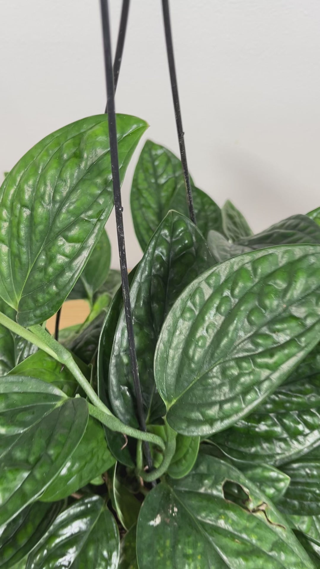 Easy-care Monstera Peru hanging basket adding lush textured greenery to an indoor living space.