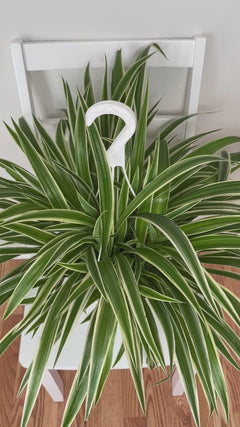 Pet-friendly Reverse Spider Plant hanging basket adding cascading greenery to an indoor living space.
