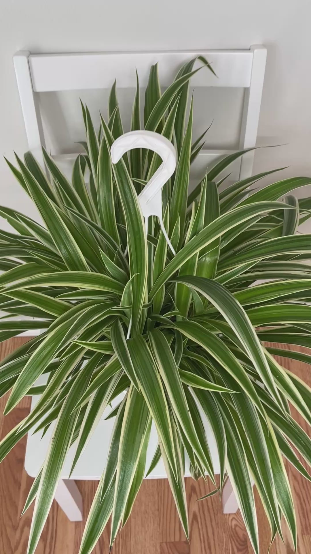 Pet-friendly Reverse Spider Plant hanging basket adding cascading greenery to an indoor living space.