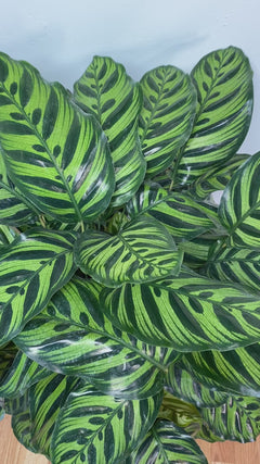 10" Calathea Peacock 3 Feet Tall