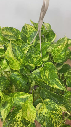 Video of 8 inch Pothos Churchill Gold Hanging Basket showing the live plant, foliage, and overall growth form.
