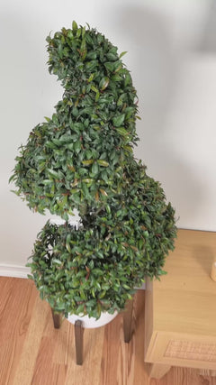 Large Eugenia Topiary Spiral adding architectural greenery and timeless style to a bright contemporary interior.