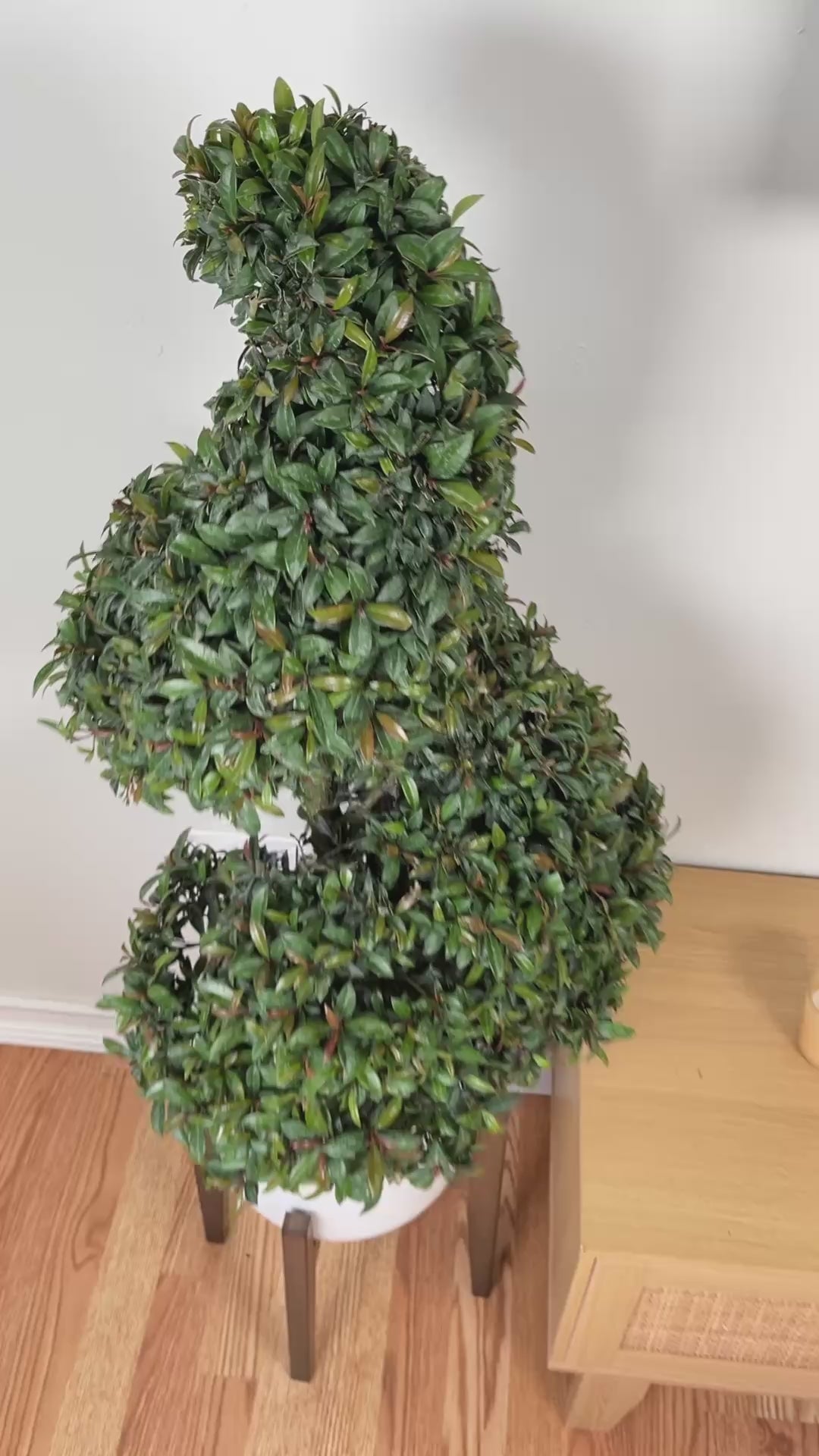 Large Eugenia Topiary Spiral adding architectural greenery and timeless style to a bright contemporary interior.