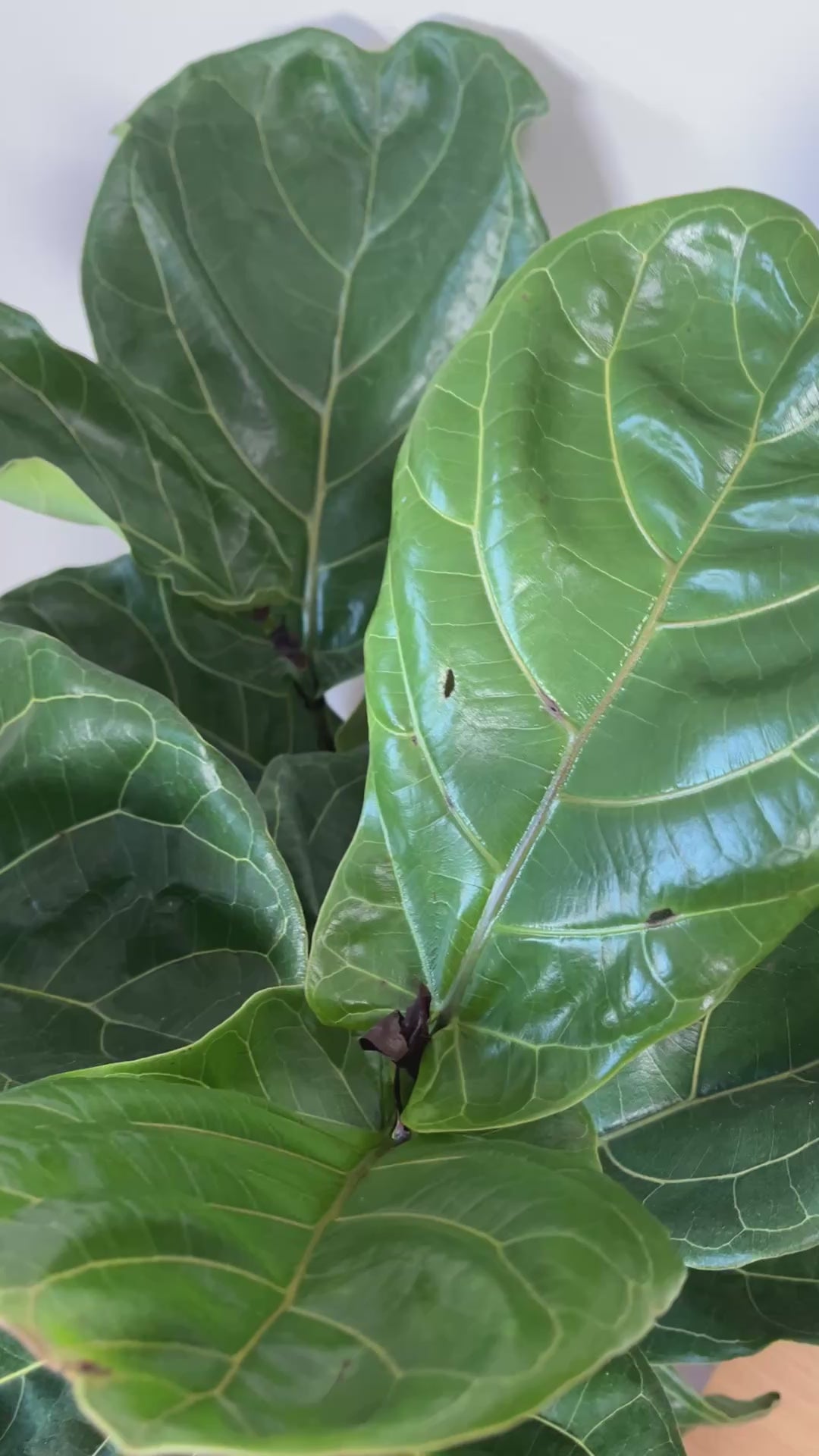 Video of 12 inch Fiddle Leaf Fig Column 5 Feet Tall showing the live plant, foliage, and overall growth form.