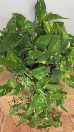 Large Golden Pothos hanging basket with cascading vines styled in a bright contemporary home.