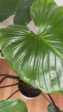 Large Homalomena Red Stem adding bold tropical greenery and colorful red stems to a bright contemporary home.