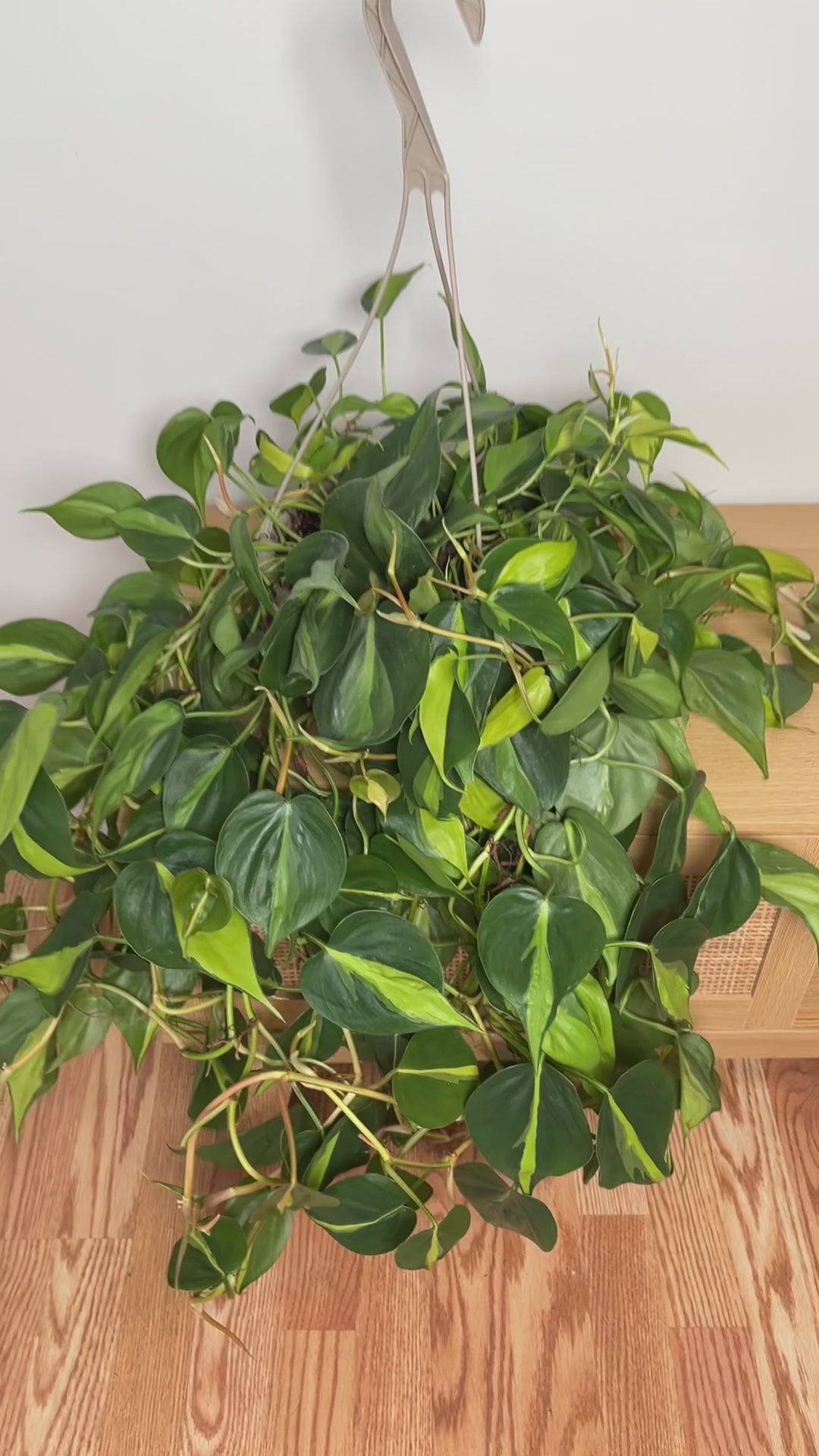 Large Philodendron Brasil hanging basket with colorful trailing foliage styled in a bright contemporary home.