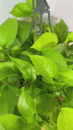 Video of 8 inch Pothos Neon Hanging Basket showing the live plant, foliage, and overall growth form.