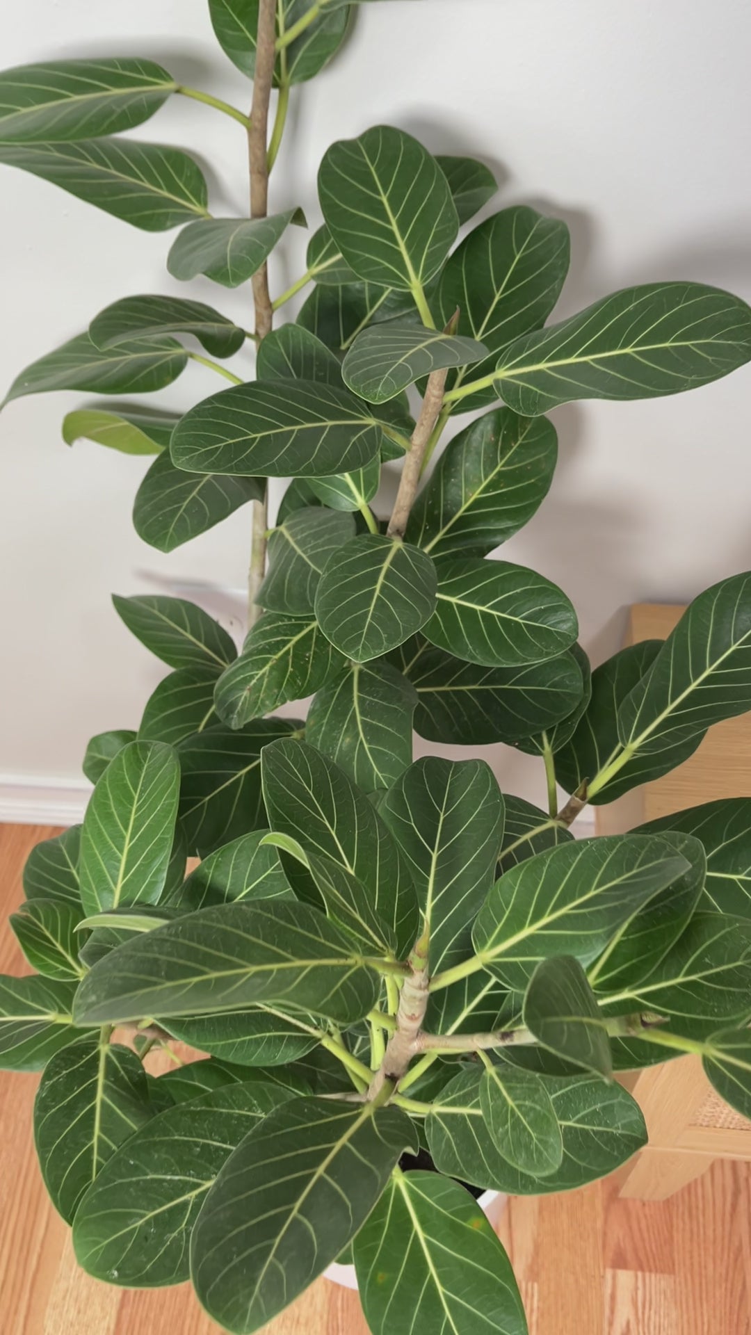 Large Ficus Audrey Bush adding height and elegant greenery to a bright contemporary home.