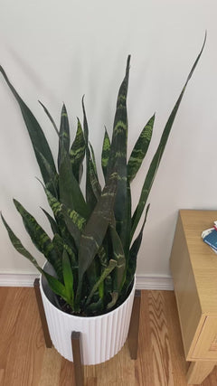 Large Snake Plant Black Coral adding dramatic dark tropical greenery and modern style to a bright contemporary home.