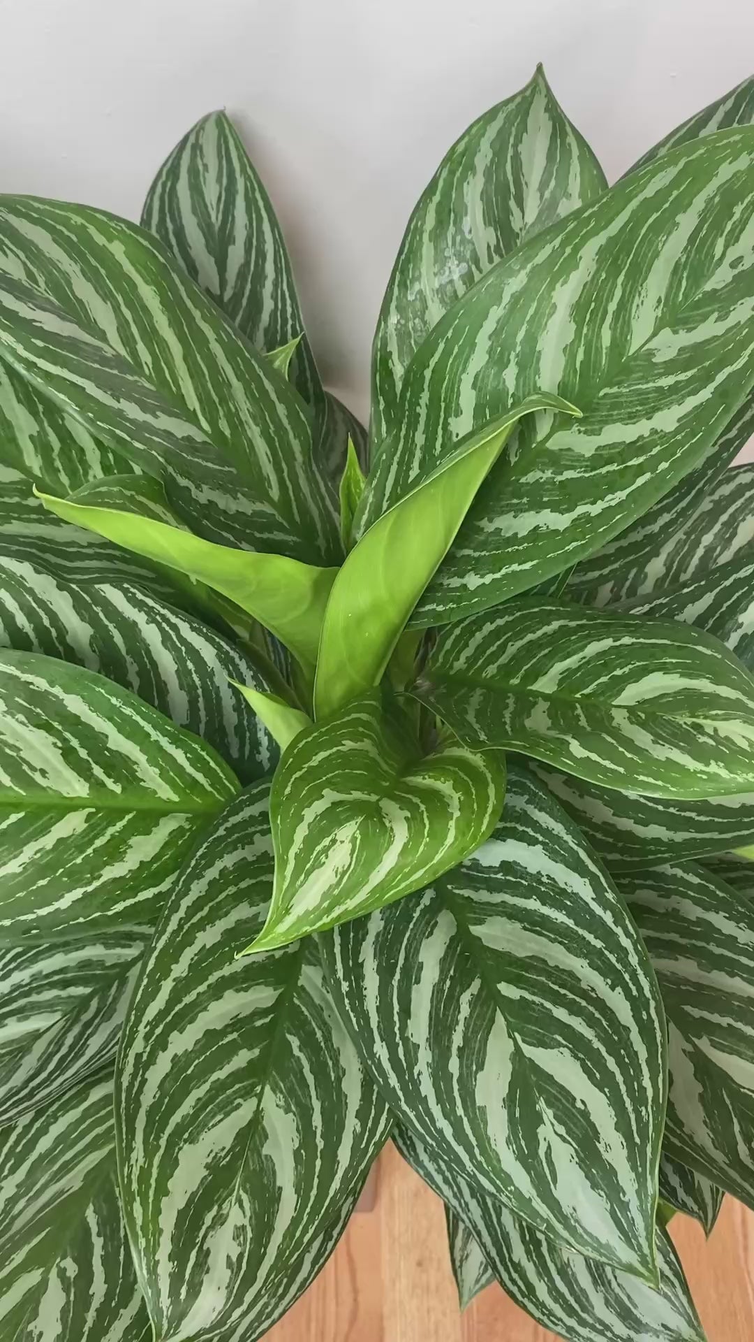 Aglaonema Stripes adding vibrant striped tropical greenery to a bright contemporary home.