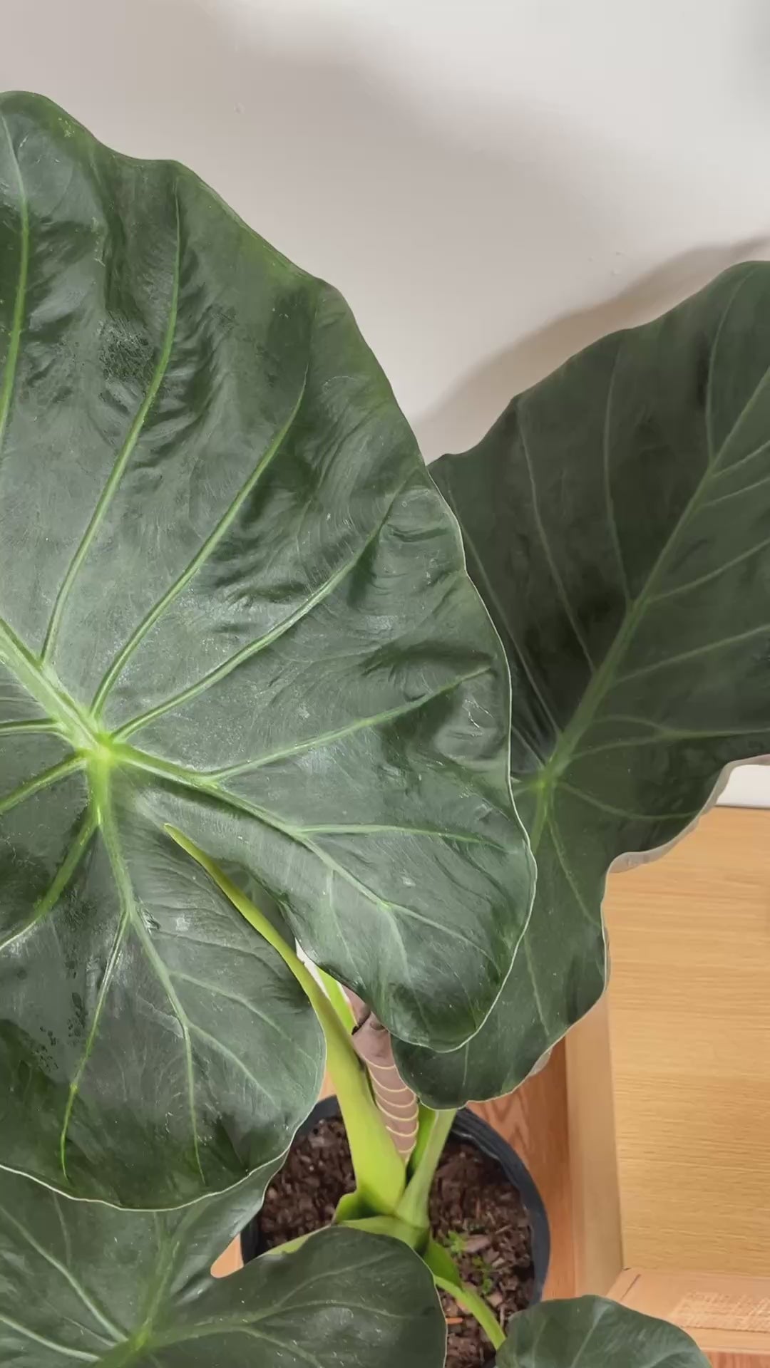 Large Alocasia Regal Shield Elephant Ear adding dramatic tropical greenery to a bright contemporary home.
