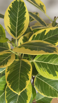 Large Ficus Yellow Gem indoor tree adding height and vibrant greenery to a bright contemporary home.
