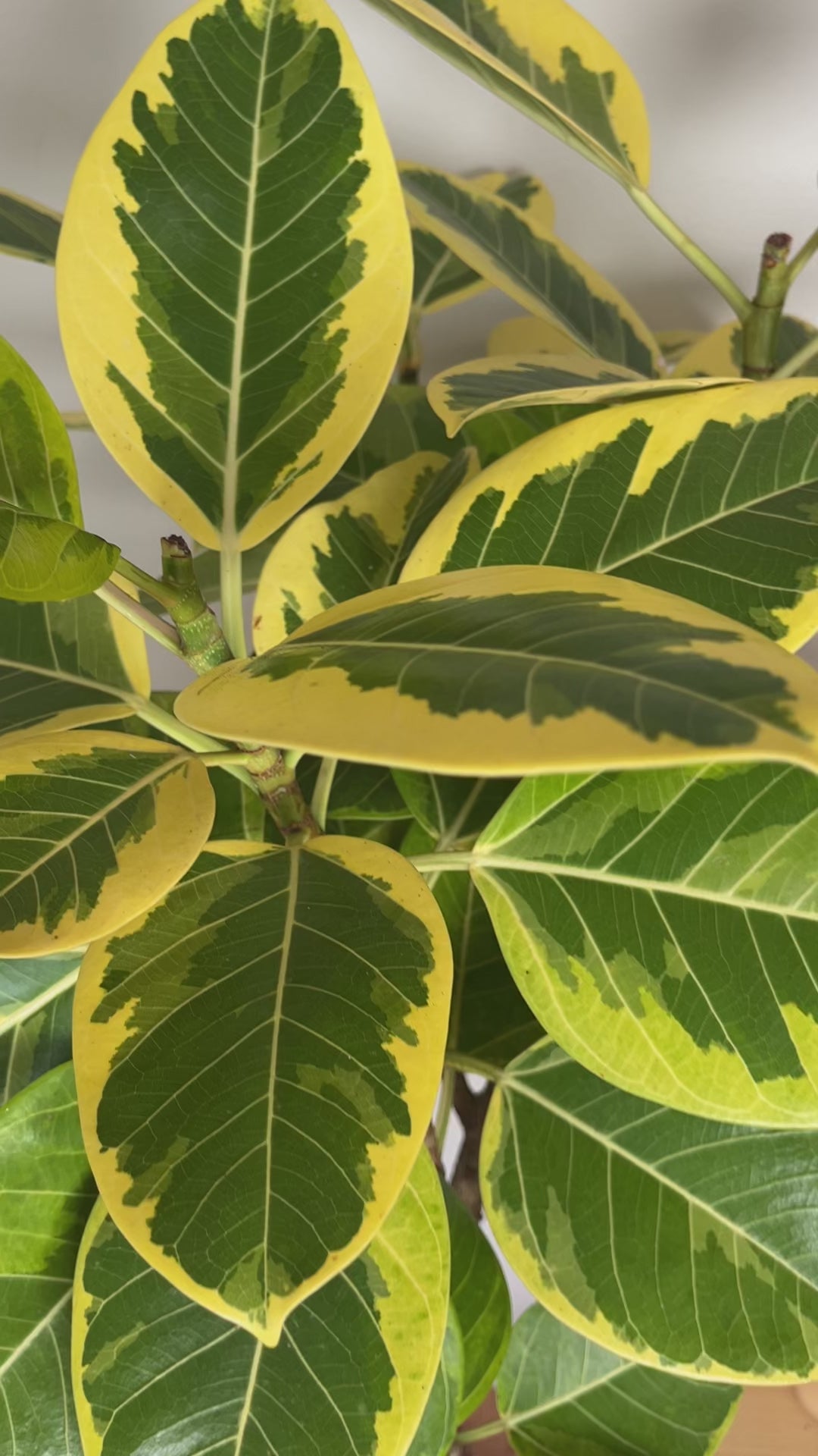 Large Ficus Yellow Gem indoor tree adding height and vibrant greenery to a bright contemporary home.