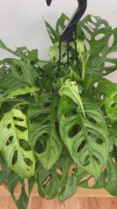 Overhead view of a Swiss Cheese Philodendron showcasing its unique split tropical leaves and lush trailing growth.