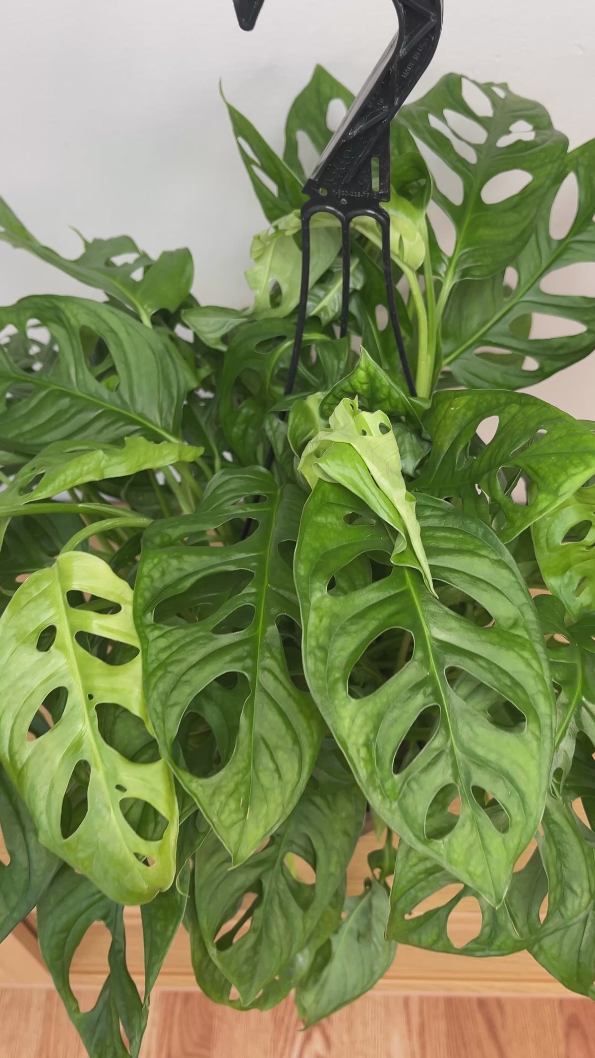 Overhead view of a Swiss Cheese Philodendron showcasing its unique split tropical leaves and lush trailing growth.