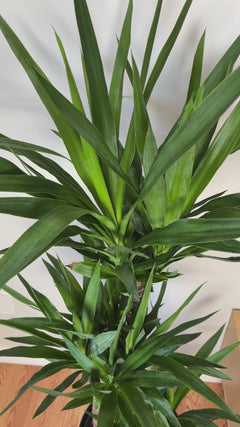 Large Yucca Cane indoor tree adding height and modern style to a bright contemporary home.