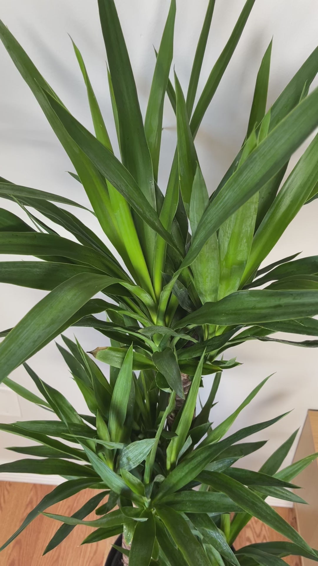 Large Yucca Cane indoor tree adding height and modern style to a bright contemporary home.