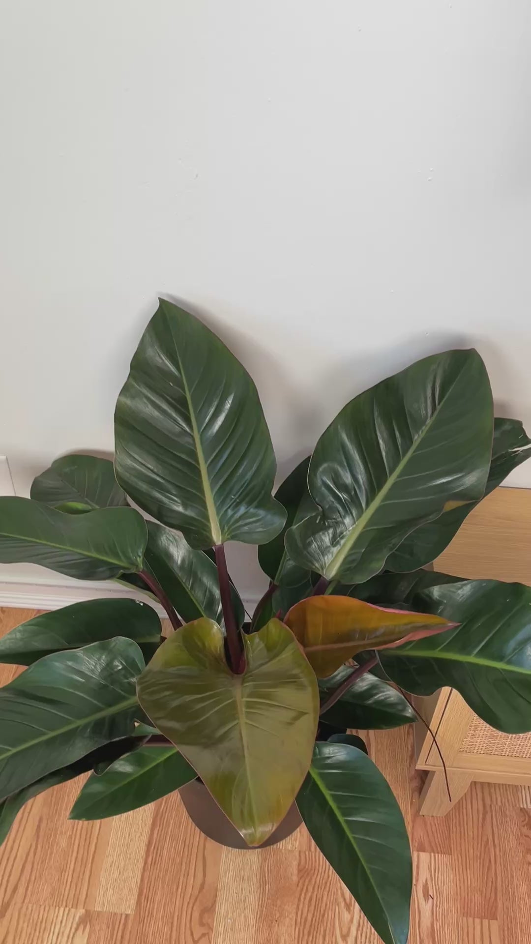 Large Philodendron Congo Red adding vibrant tropical greenery and rich color to a contemporary home.